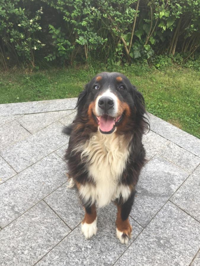 B&B Il Tempo Del Sogno Con Cani E Gatti Pet&Breakfast Baveno Dış mekan fotoğraf