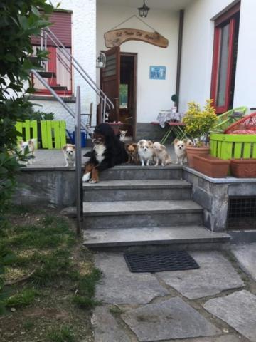 B&B Il Tempo Del Sogno Con Cani E Gatti Pet&Breakfast Baveno Dış mekan fotoğraf